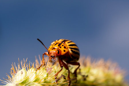 Beetle Leptinotarsa decemlineata, macro frame, sits on the grass against the sky