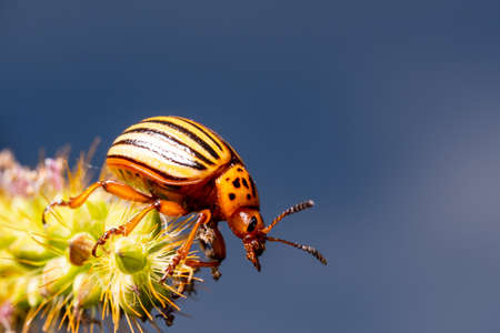 Beetle Leptinotarsa decemlineata, macro frame, sits on the grass against the skyの写真素材