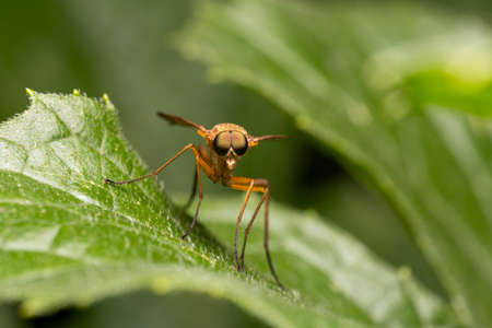 A fly or mosquito sits on a leaf and looks at me, macroの写真素材