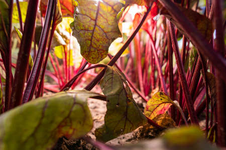 A bed of beets, a camera on the bed. Under the rays of the sunの写真素材