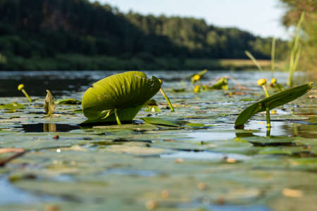 Water lilies in the river with yellow flowersの写真素材
