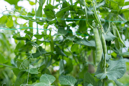 Pods of green peas on a branch.の写真素材