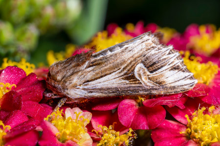 Moth on a red primrose flowerの写真素材