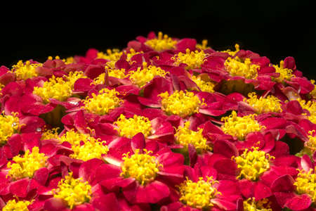 A clearing with red Primula flowers and yellow stamens.の写真素材
