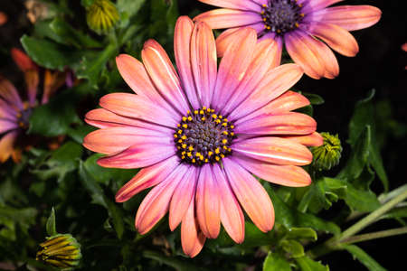 Purple African Daisy flower, Yellow stamens.の写真素材