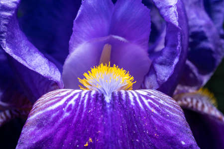 Yellow hairs of purple Iris, macroの写真素材