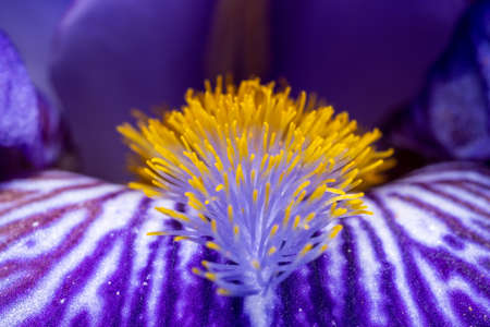 Yellow hairs of purple Iris, macroの写真素材