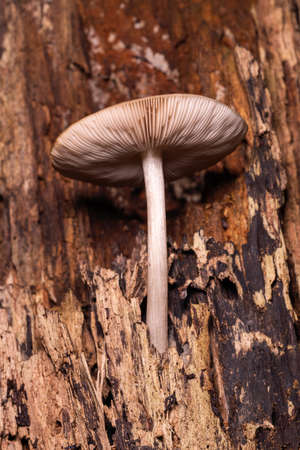 A small mushroom grows on a rotten tree.の写真素材