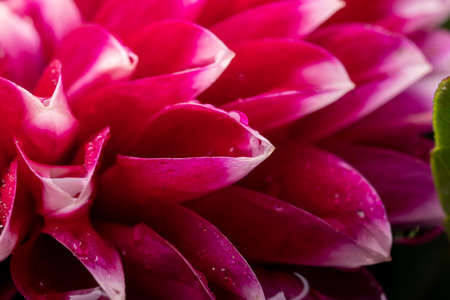 Red Dahlia flower after the dog in dropsの写真素材