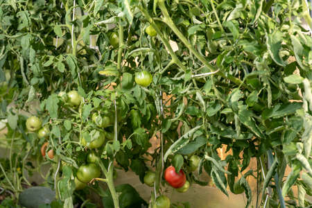 Large green tomatoes grow in the greenhouse. One red.の写真素材