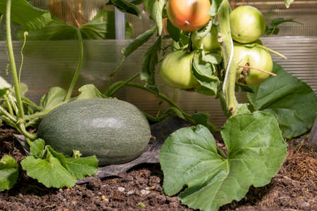 Sweet green melon grows in a greenhouse along with green tomatoes.の写真素材
