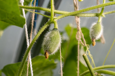 Sweet green, small melon grows in a greenhouse.の写真素材