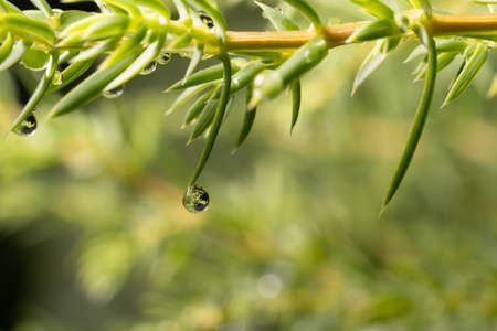 Spruce branches after rain, drops of water on needles.の写真素材