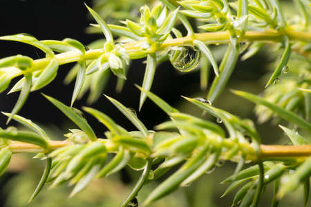 Spruce branches after rain, drops of water on needles.の写真素材