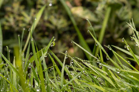 Dew or raindrops on the grass.の写真素材