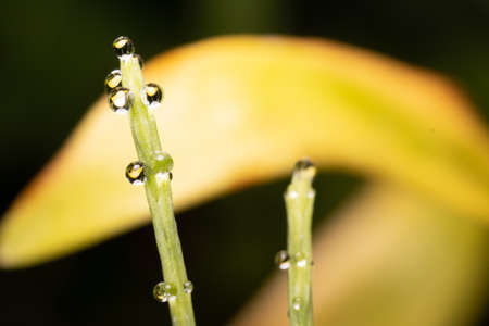 Neat dew drops on the plant, against the background of yellow leaves.の写真素材