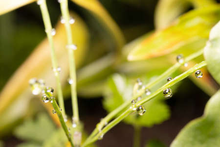 Neat dew drops on the plant, against the background of yellow leaves.の写真素材