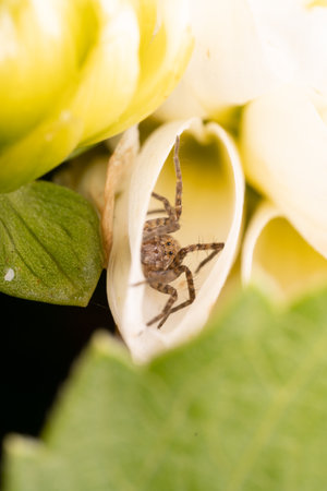 A small spider hiding in the petals of a yellow flower.の写真素材