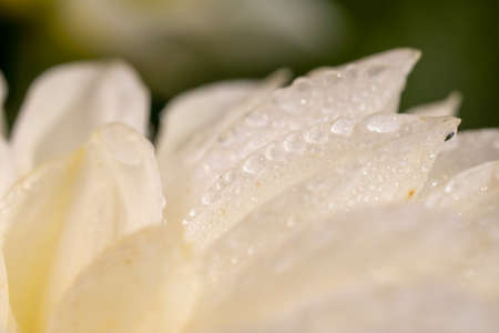Drops after rain on the white petals of the flower, in the sun.の写真素材