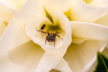 The ant hid in the petals of a white flower.の写真素材