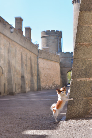 A small dog stands near the castle wallの写真素材