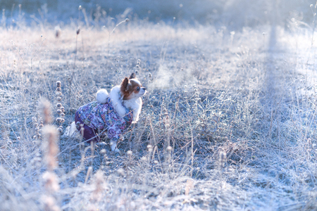 little dog pairs on a field of frosty winterの写真素材