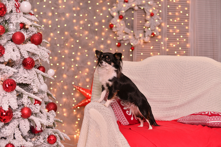 chihuahua is on the sofa blanketChristmas tree Christmas new yearの写真素材