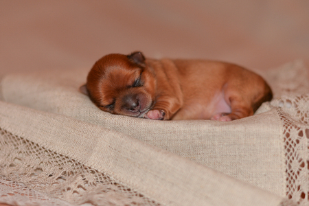 newborn puppy lies sleeping cute chihuahuaの写真素材
