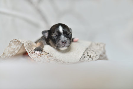 newborn puppy lies sleeping cute chihuahuaの写真素材