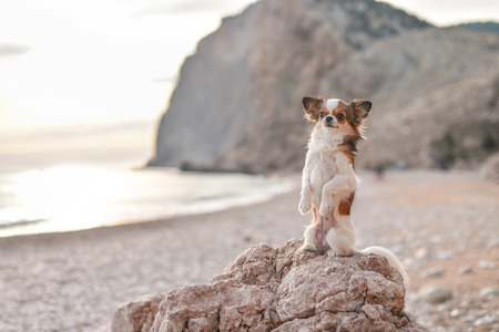 chihuahua on a beach near a cliff on the seaの写真素材