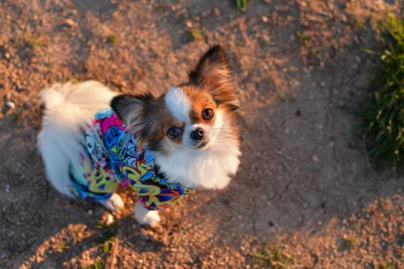 fluffy chihuahua sitting and lookingの写真素材
