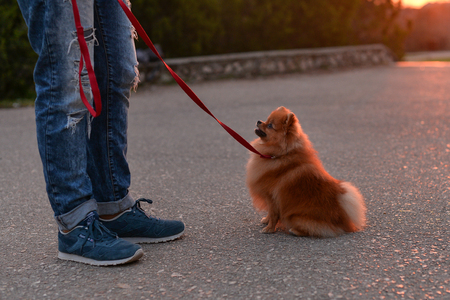 pomeranian sit in the sunsetの写真素材