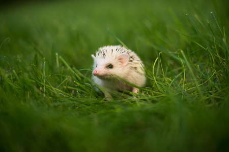 Cute hedgehog sitting in the green grassの写真素材