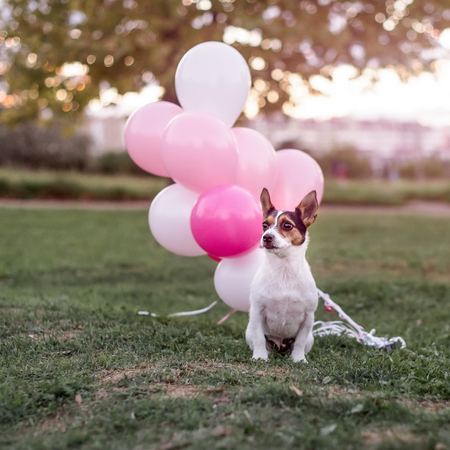 Jack Russell sits near the pink air ballsの写真素材