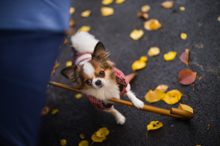 dog sits near yellow leaves umbrellaの写真素材