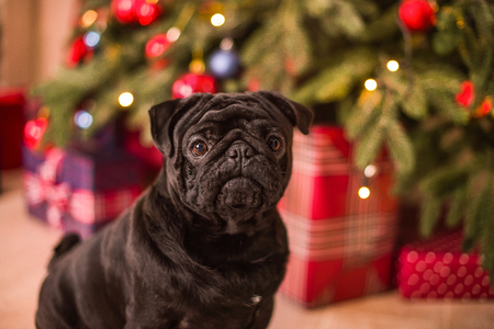 pug gift new year Christmas treeの写真素材