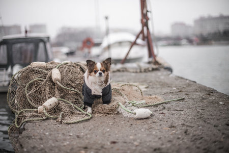 chihuahua on the dock near the boat and net
