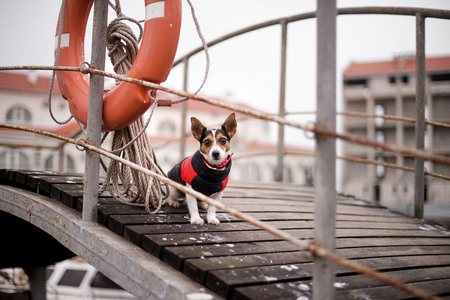 Jack Russell on the dock near the Lifebuoyの写真素材