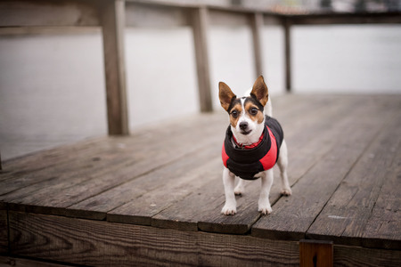 Jack Russell on the dock near the boatの写真素材