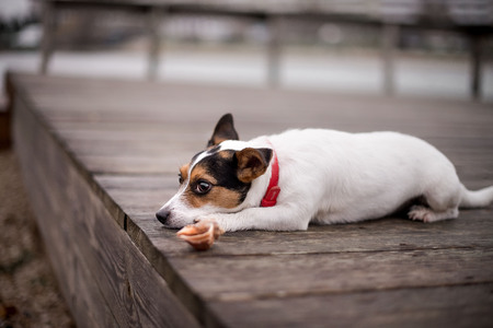 Jack Russell on the dock near the boatの写真素材