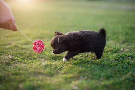 Cute puppy chihuahua sits on the green grass eats lollipopの写真素材