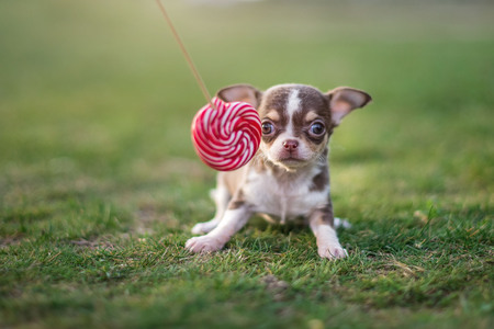 Cute puppy chihuahua sits on the green grass eats lollipopの写真素材