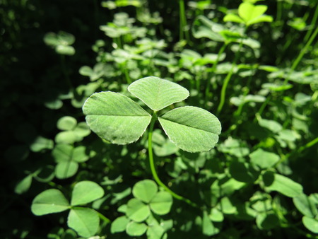 Small cloverleaf against other plants.の写真素材