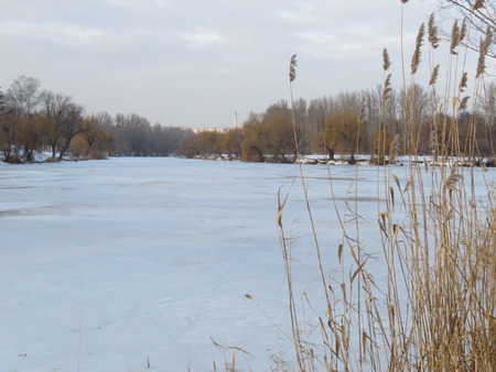 Winter landscape on the meadow: trees, snow, frozen grass.の写真素材