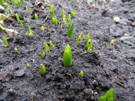 Lots of green shoots flowers in the spring.の写真素材
