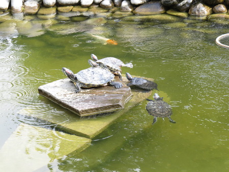 Group of turtles sitting on rocks and basking.の写真素材