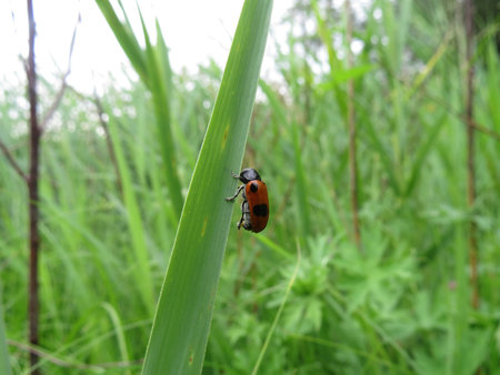 Small beetle sitting on the grass in the meadow.