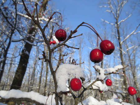Frozen berries of hawthorn in the park in winter.の写真素材