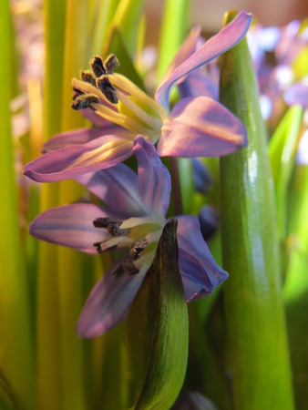 Blue flowers Scilla in an oak forest.の写真素材
