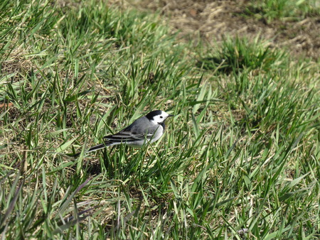 The little gray bird sitting in the grass.の写真素材